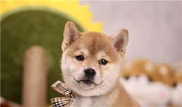 柴犬看起来普通，却那么温顺的狗子