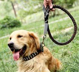 带狗狗出门游玩，要注意这6点，不然害了你的狗，后悔也来不及