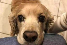 狗狗的这些怪异动作，说明它处在痛苦当中，主人要多加留意