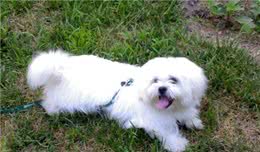 温顺可爱、高颜值的马尔济斯犬和比熊犬，你最喜欢哪种？