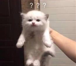懂比爱重要，猫咪身体的秘密，猫奴们要知道的12个有趣冷知识