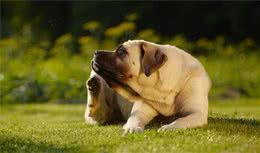 狗狗很少感染臭虫，一旦感染了，问题可能出在你身上