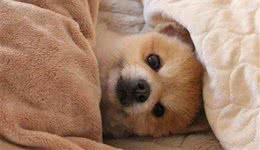 养狗狗常备的4种药，小病自己解决，省钱省时还省心