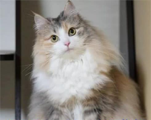 森林猫和缅因猫的区别有哪些