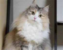 森林猫和缅因猫的区别有哪些