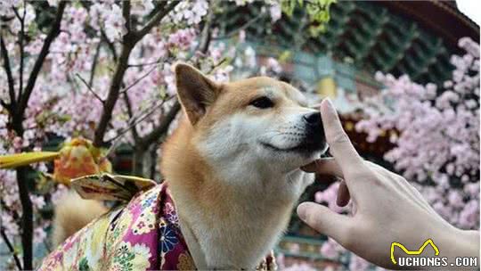 狗狗喜欢闻的东西，不是主人的臭脚丫，而是这5种气味