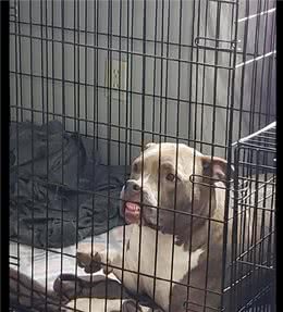 狗狗每次被关进笼子时，都会龇牙咧嘴吓唬主人，模样有点二呀