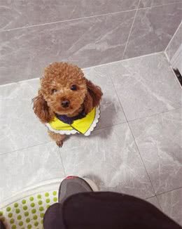 我家狗狗连上厕所都要跟着，到底是为什么？
