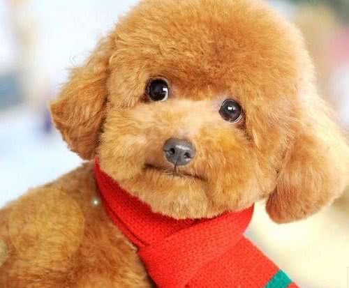 贵宾犬（贵妇犬）