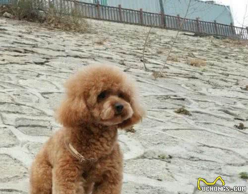 贵宾犬（贵妇犬）