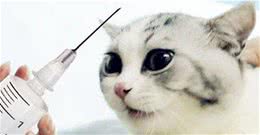 养宠经验：猫咪感冒了是什么症状