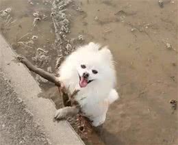 没有狗狗可以拒绝泥潭的诱惑！博美泥潭走一遭，小短腿秒变大长腿