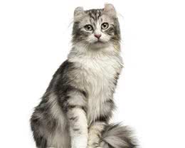 新手养猫|美国卷耳猫基本知识