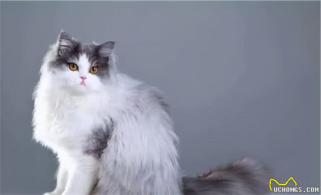 “命”最长的几种猫，第一不是田园猫
