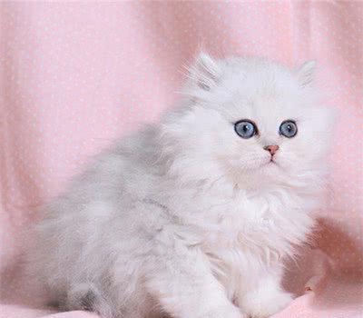 长相甜美的金吉拉猫，俘获铲屎官的心，不仅靠精致外表