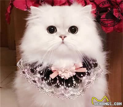 长相甜美的金吉拉猫，俘获铲屎官的心，不仅靠精致外表