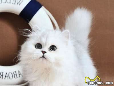 长相甜美的金吉拉猫，俘获铲屎官的心，不仅靠精致外表