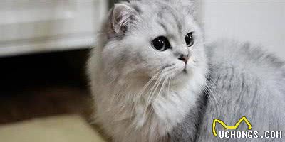 长相甜美的金吉拉猫，俘获铲屎官的心，不仅靠精致外表