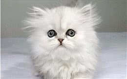 长相甜美的金吉拉猫，俘获铲屎官的心，不仅靠精致外表