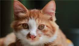 没错，长毛的橘猫都是铁憨憨