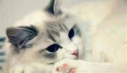 褴褛猫，是个可爱小天使，甜美粘人想不想拥有呢