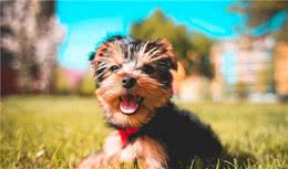 辟谣：犬猫多饮多尿不是子宫蓄脓就是糖尿病，其实还有其他的原因