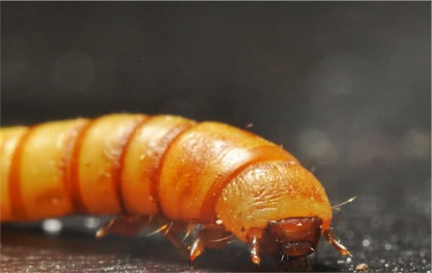 好食物才能养出好宠物，谈谈爬宠饲养中所用到的众多活体饲料