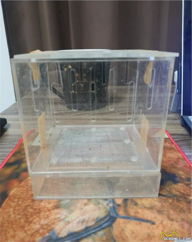 好食物才能养出好宠物，谈谈爬宠饲养中所用到的众多活体饲料