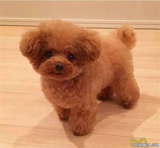 给泰迪犬多喂这些食物，可以让它们毛发不褪色，越来越漂亮