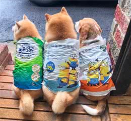 家里条件不好，没法给狗狗买雨衣，铲屎官：那就委屈一下孩子吧