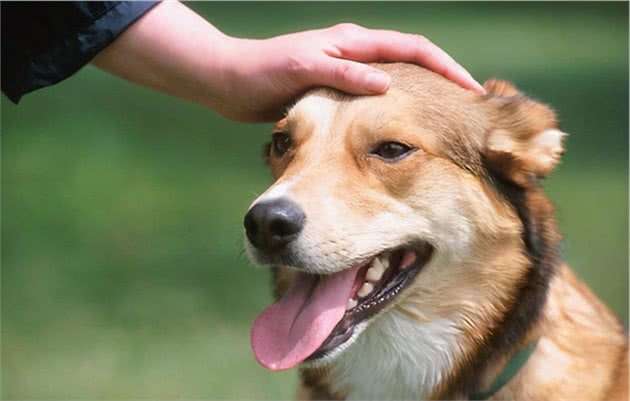 在狗狗的眼里，主人每次摸它，其实代表这些意思