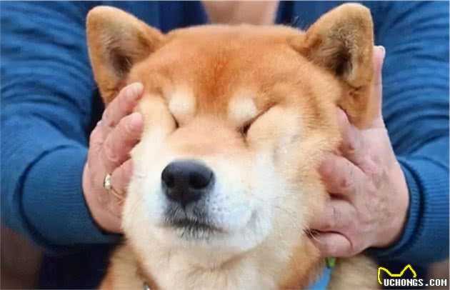 在狗狗的眼里，主人每次摸它，其实代表这些意思