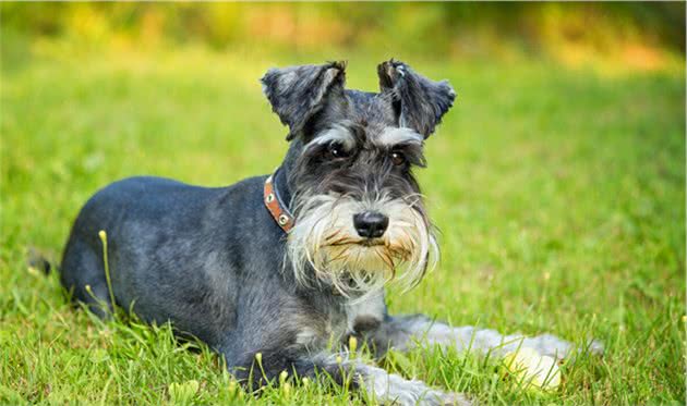 哪些小型犬最好养？这6种不仅脾气好，还不掉毛