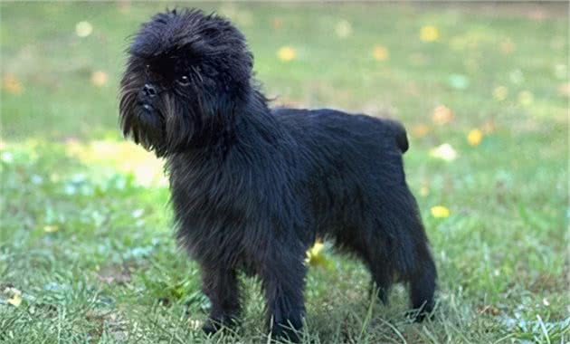 哪些小型犬最好养？这6种不仅脾气好，还不掉毛