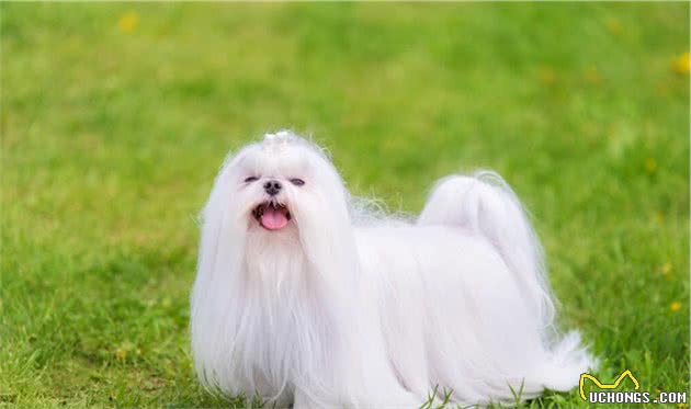 哪些小型犬最好养？这6种不仅脾气好，还不掉毛
