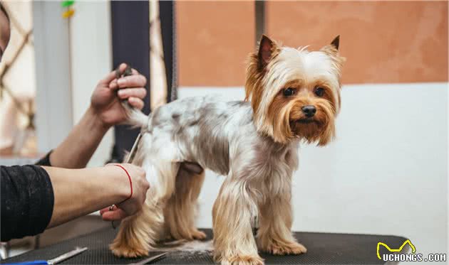 哪些小型犬最好养？这6种不仅脾气好，还不掉毛