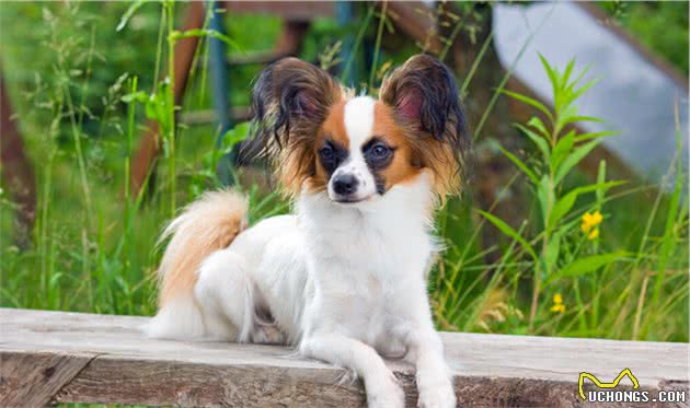 哪些小型犬最好养？这6种不仅脾气好，还不掉毛