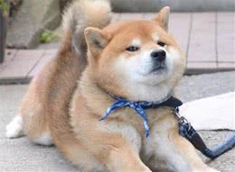 养狗太难上手了？这六种容易打理的犬种，比较适合新手饲养