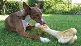 为什么狗狗总是对骨头一往情深？没肉也不会放过？总算解惑了