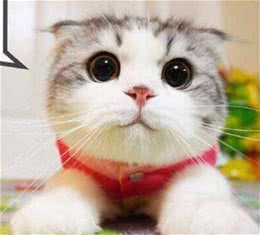 折耳猫，一生都要在痛苦中度过？