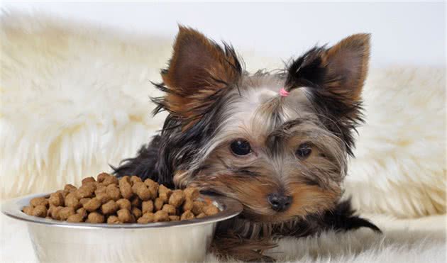 辟谣：犬瘟和细小是一回事？不，它和细小是两码事，症状也不一样