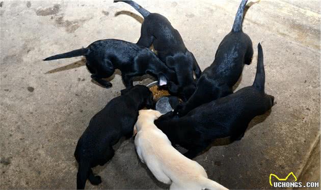 辟谣：犬瘟和细小是一回事？不，它和细小是两码事，症状也不一样