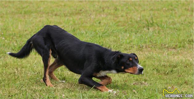 辟谣：犬瘟和细小是一回事？不，它和细小是两码事，症状也不一样