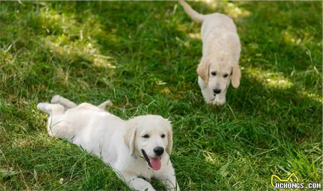 辟谣：犬瘟和细小是一回事？不，它和细小是两码事，症状也不一样