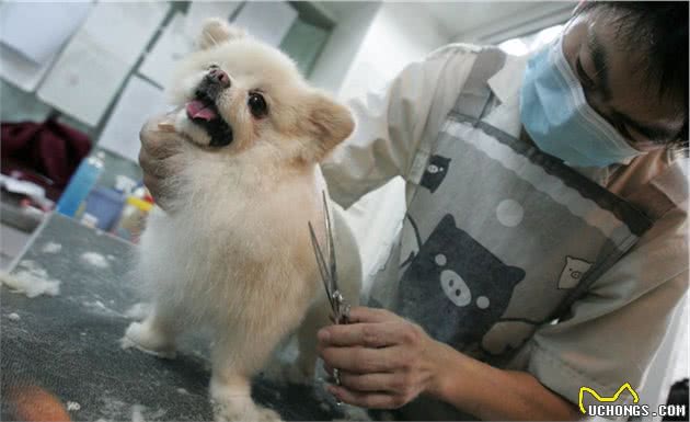 辟谣：犬瘟和细小是一回事？不，它和细小是两码事，症状也不一样