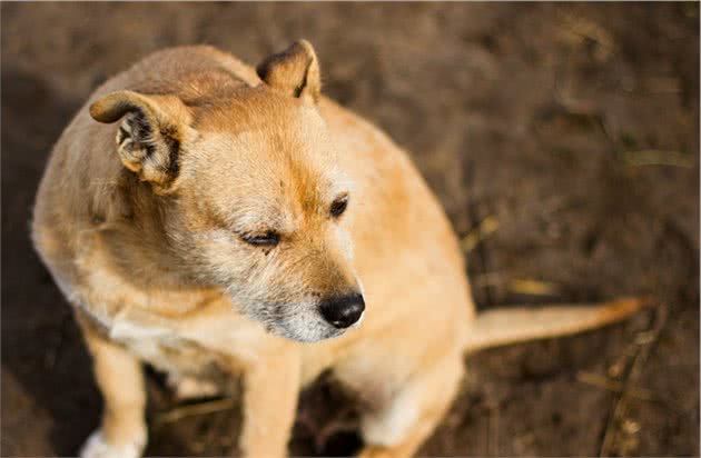 辟谣：犬瘟和细小是一回事？不，它和细小是两码事，症状也不一样