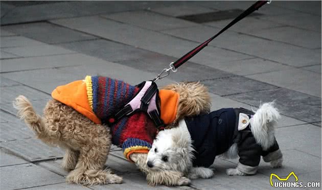 辟谣：犬瘟和细小是一回事？不，它和细小是两码事，症状也不一样