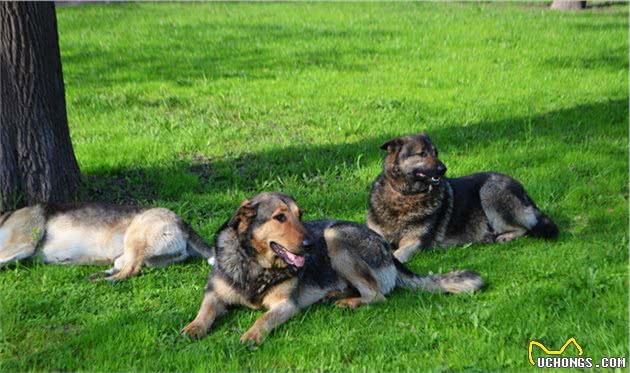 辟谣：犬瘟和细小是一回事？不，它和细小是两码事，症状也不一样