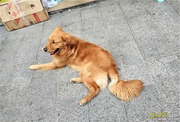 辟谣：犬瘟和细小是一回事？不，它和细小是两码事，症状也不一样