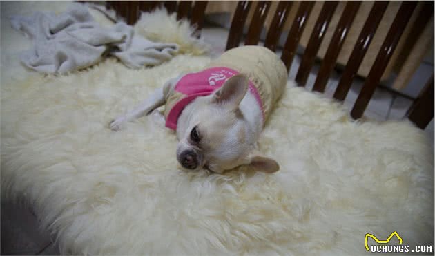 辟谣：犬瘟和细小是一回事？不，它和细小是两码事，症状也不一样
